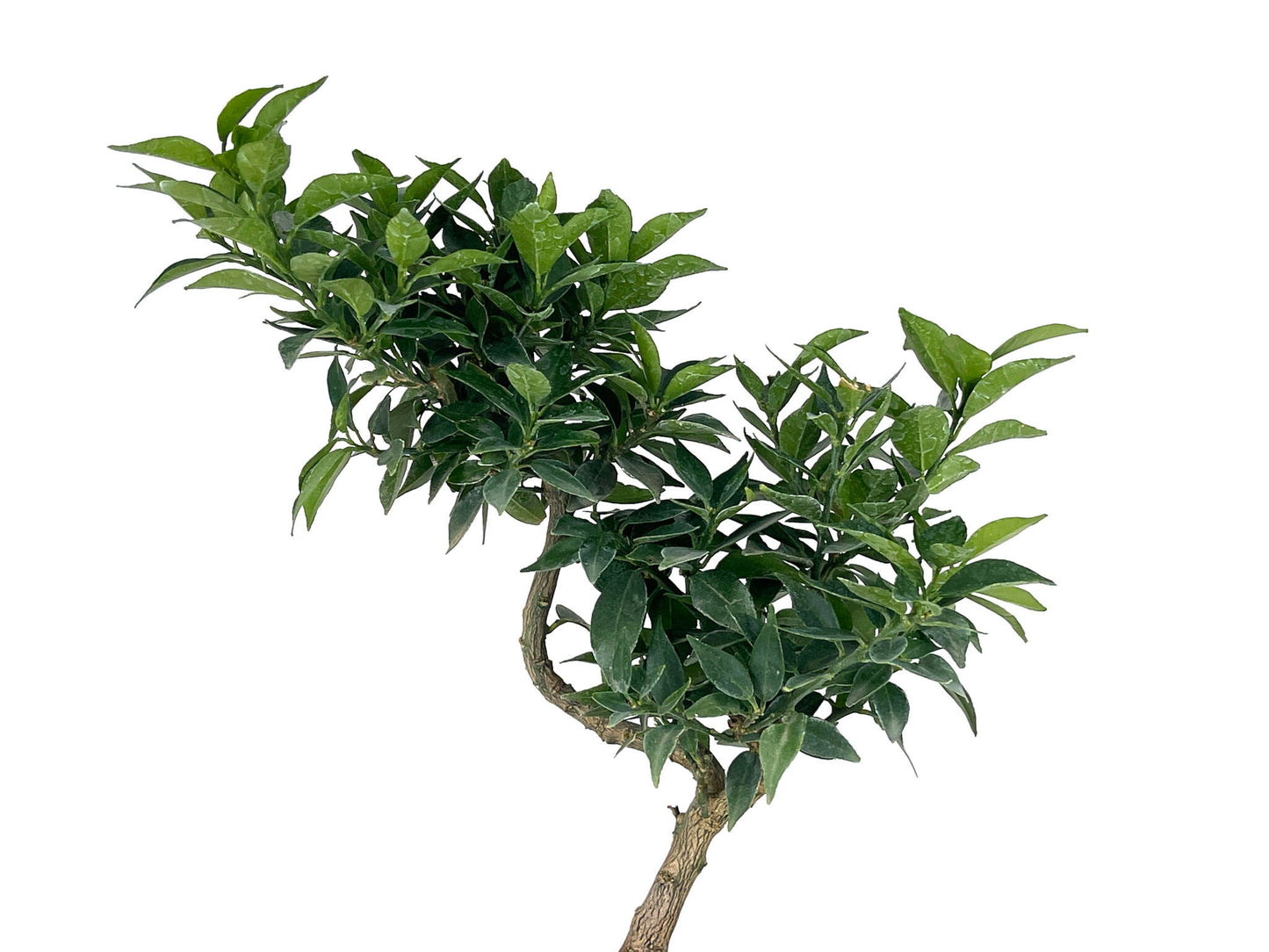 Bonsái Citrus Myrtifolia – Naranjo 7 Años_4