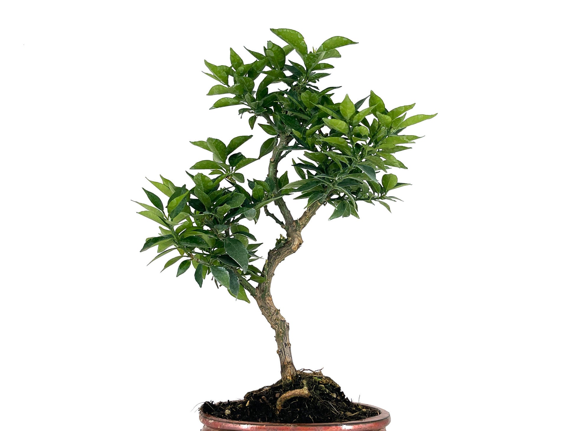 Bonsái Citrus Myrtifolia – Naranjo 8 Años_2