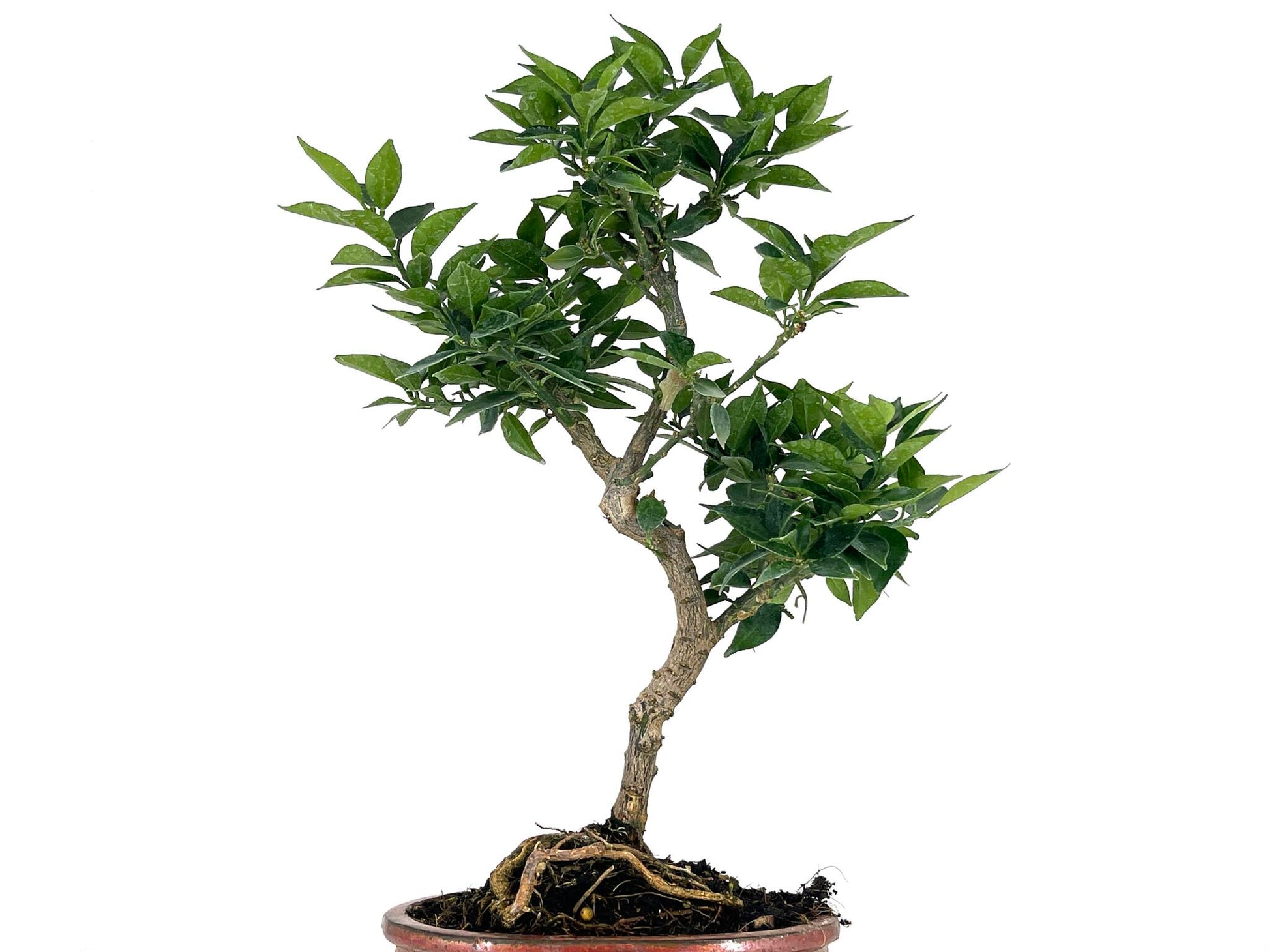 Bonsái Citrus Myrtifolia – Naranjo 8 Años_5