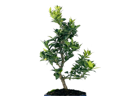 Bonsái Citrus Myrtifolia – Naranjo 9 Años_2