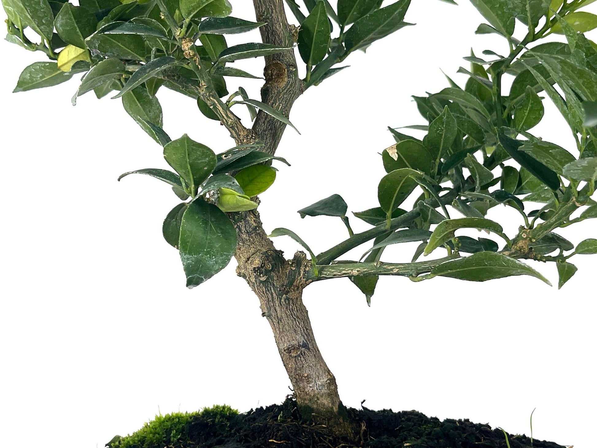 Bonsái Citrus Myrtifolia – Naranjo 9 Años_3