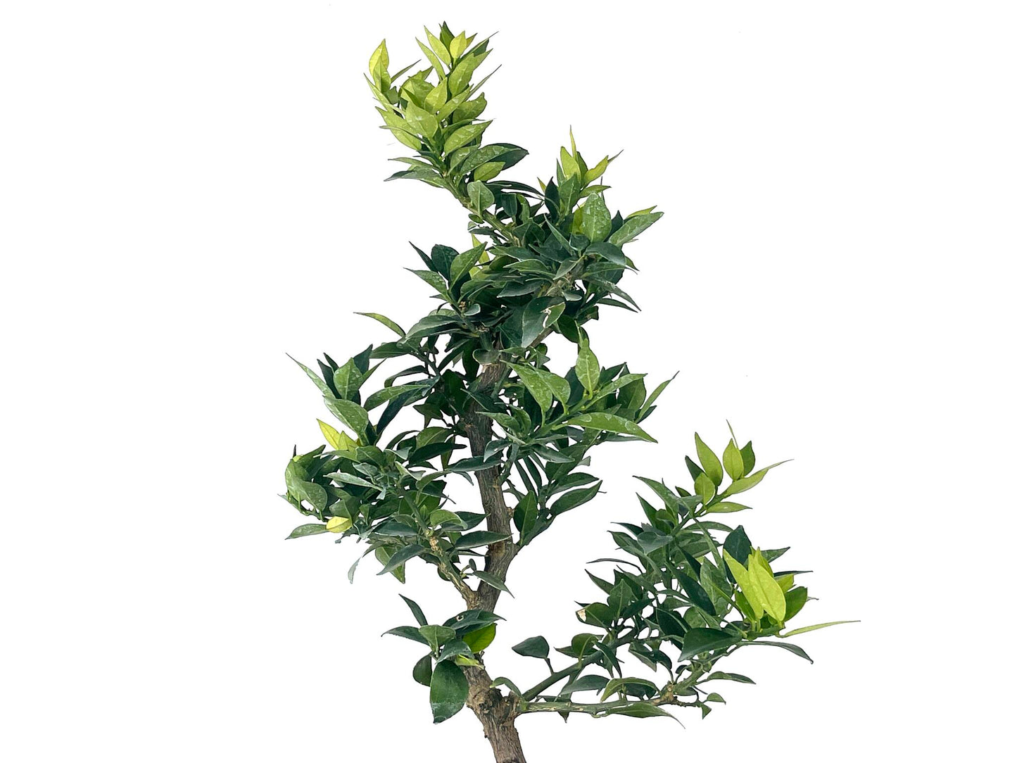 Bonsái Citrus Myrtifolia – Naranjo 9 Años_4