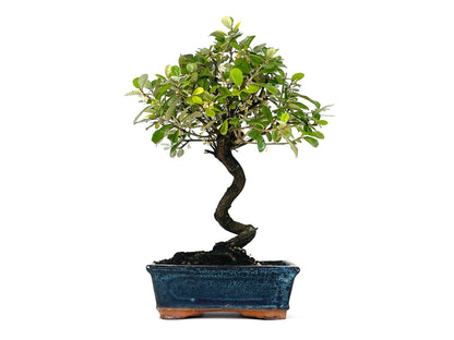 Bonsái Eleagnus 9 Años_1