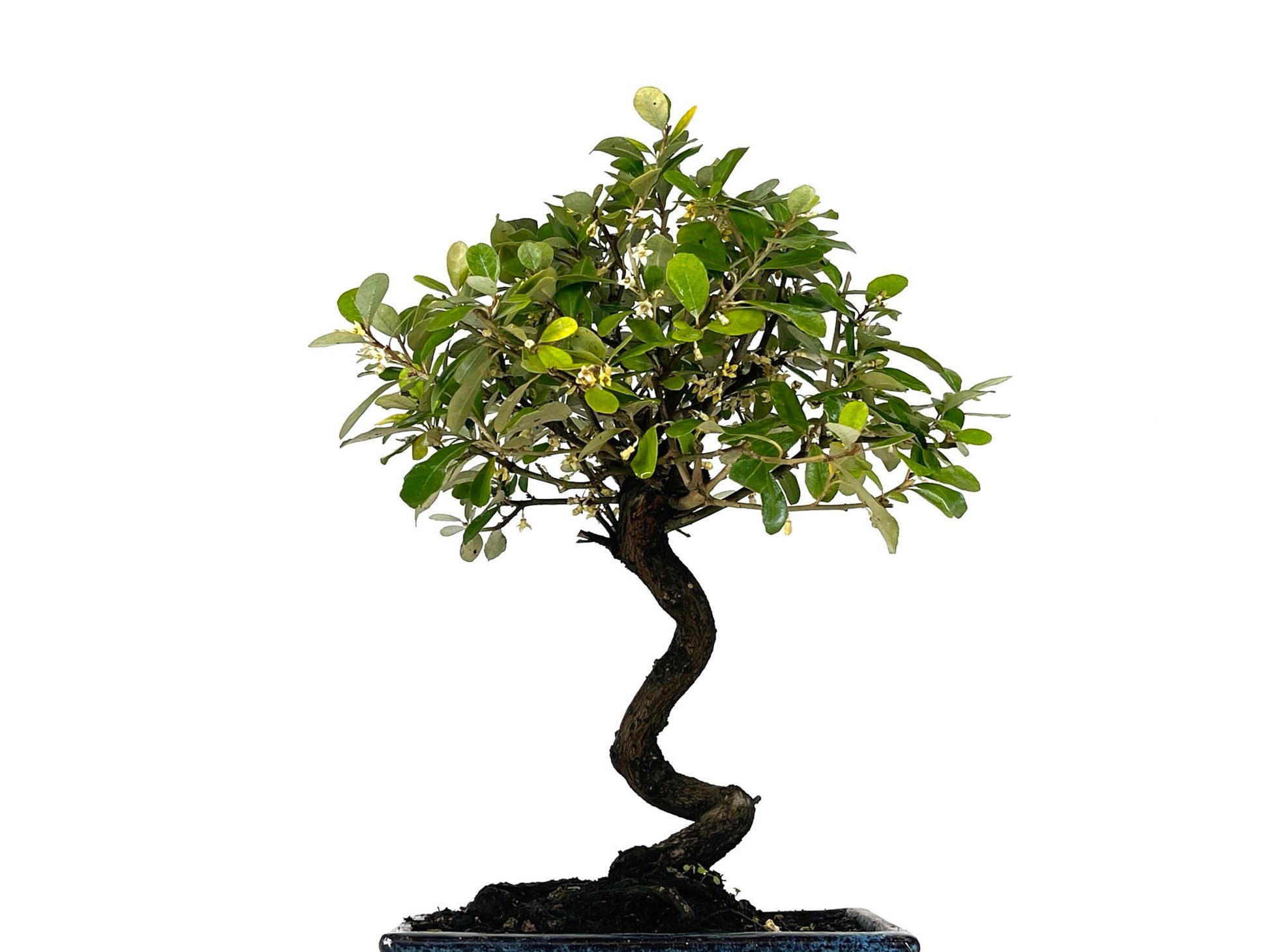 Bonsái Eleagnus 9 Años_2