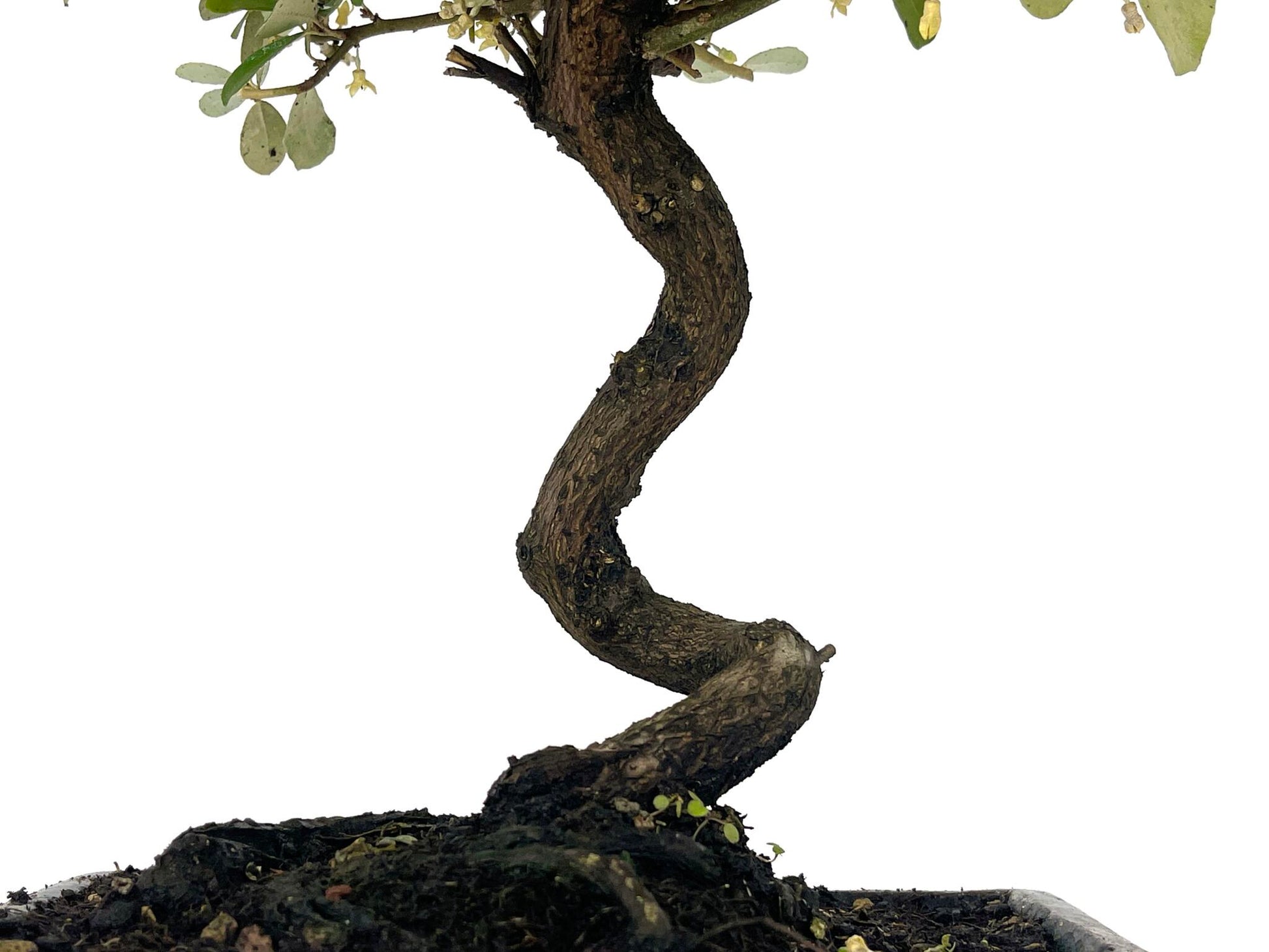 Bonsái Eleagnus 9 Años_3