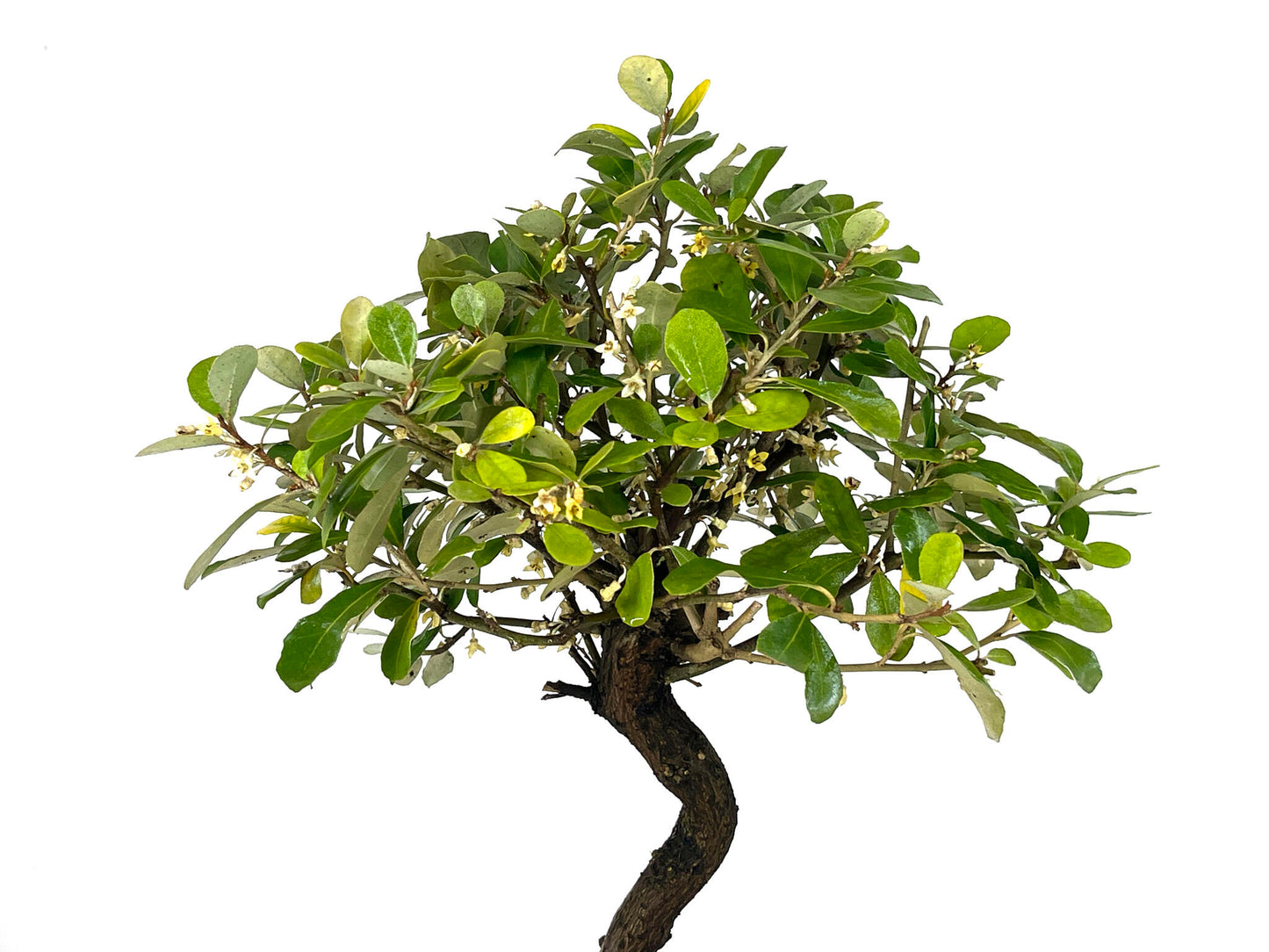 Bonsái Eleagnus 9 Años_4