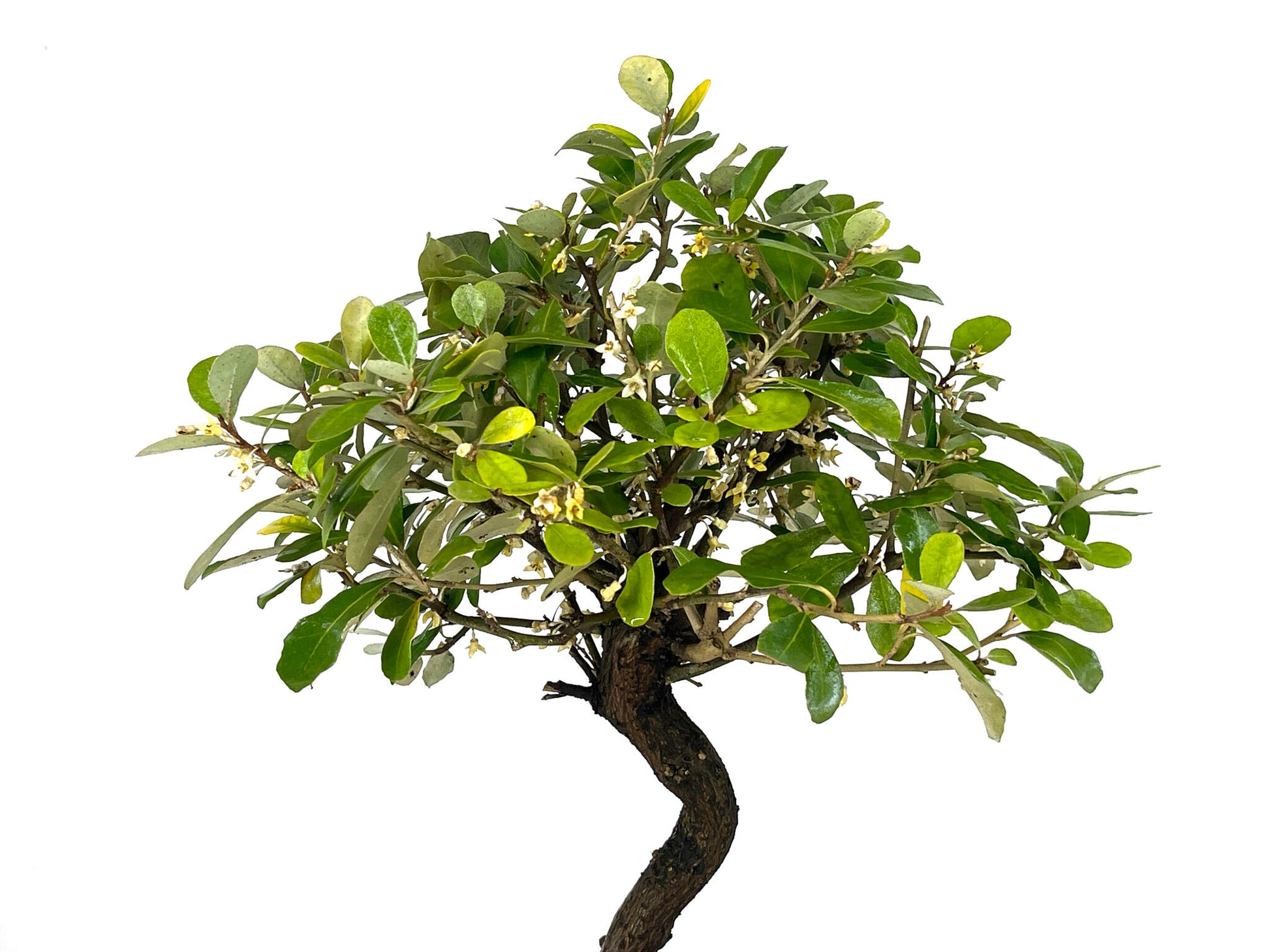 Bonsái Eleagnus 9 Años_4