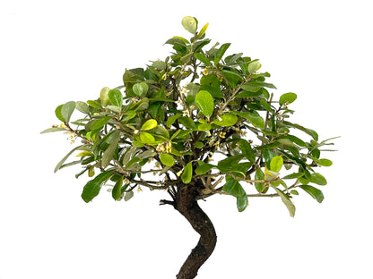 Bonsái Eleagnus 9 Años_4