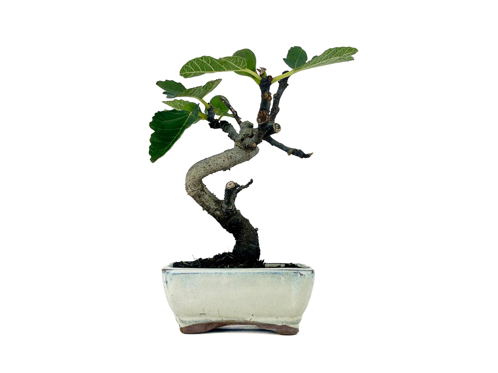 Bonsái Ficus Carica – Higuera 7 Años_1