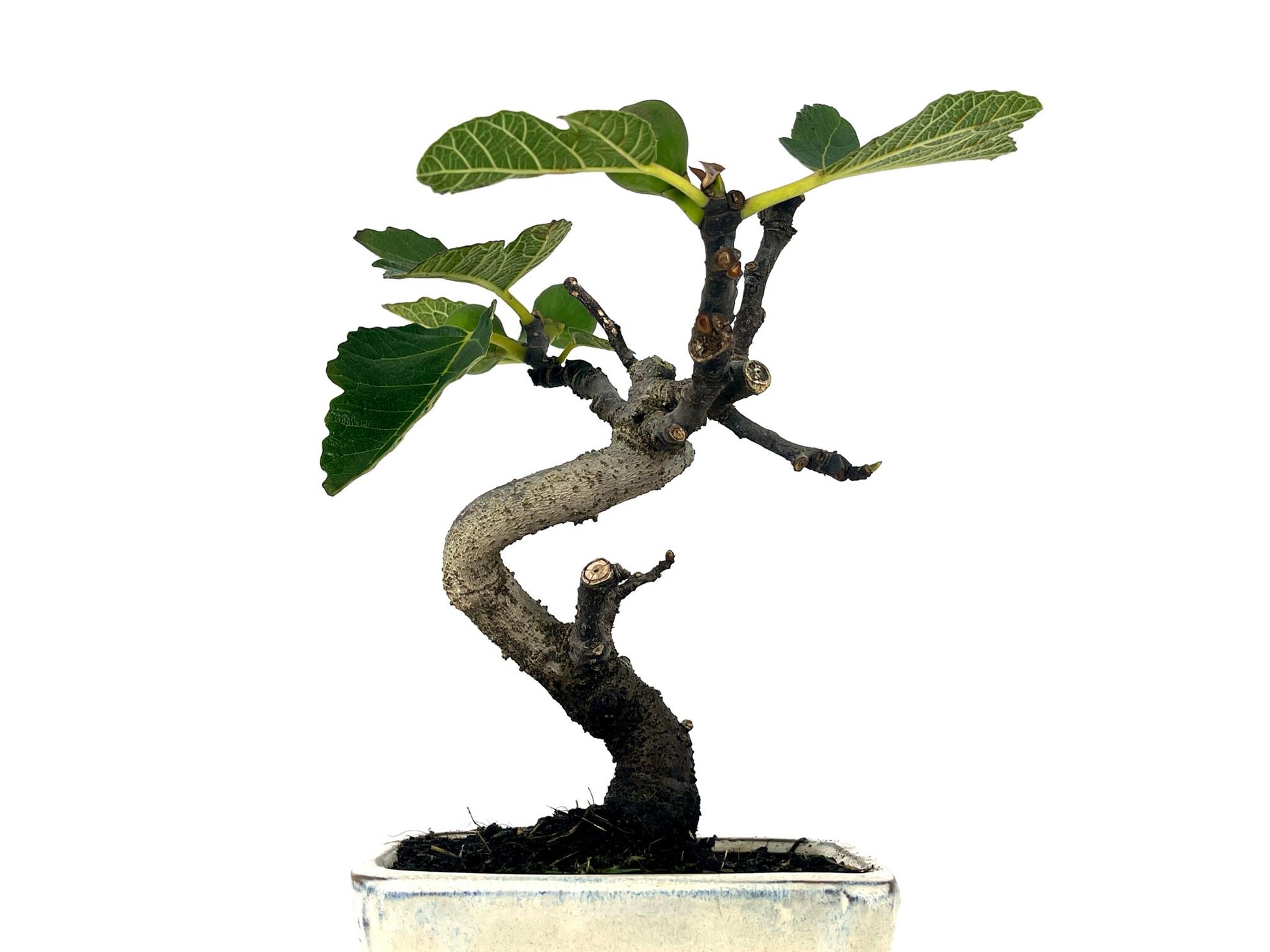 Bonsái Ficus Carica – Higuera 7 Años_2