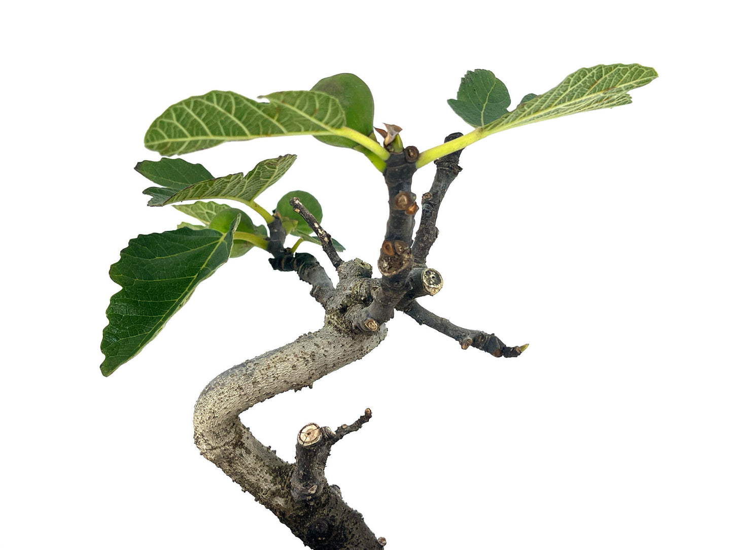 Bonsái Ficus Carica – Higuera 7 Años_4