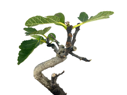 Bonsái Ficus Carica – Higuera 7 Años_4