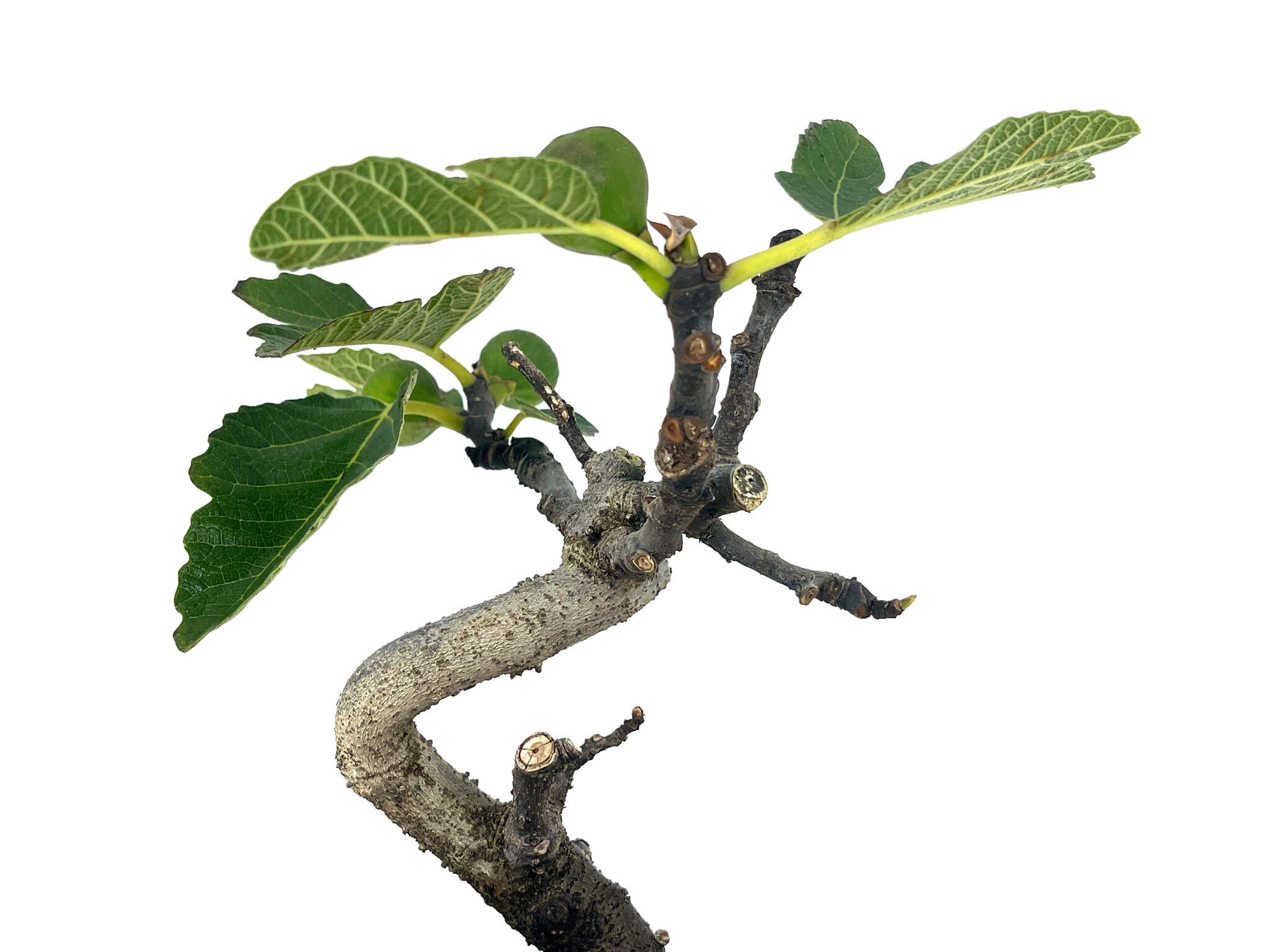 Bonsái Ficus Carica – Higuera 7 Años_4