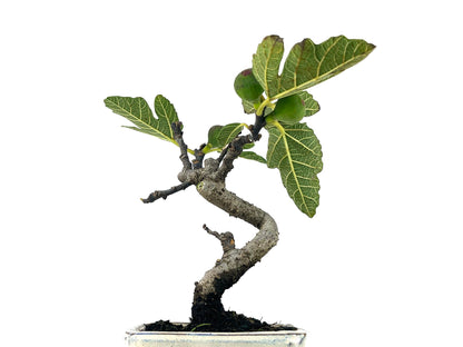 Bonsái Ficus Carica – Higuera 7 Años_5