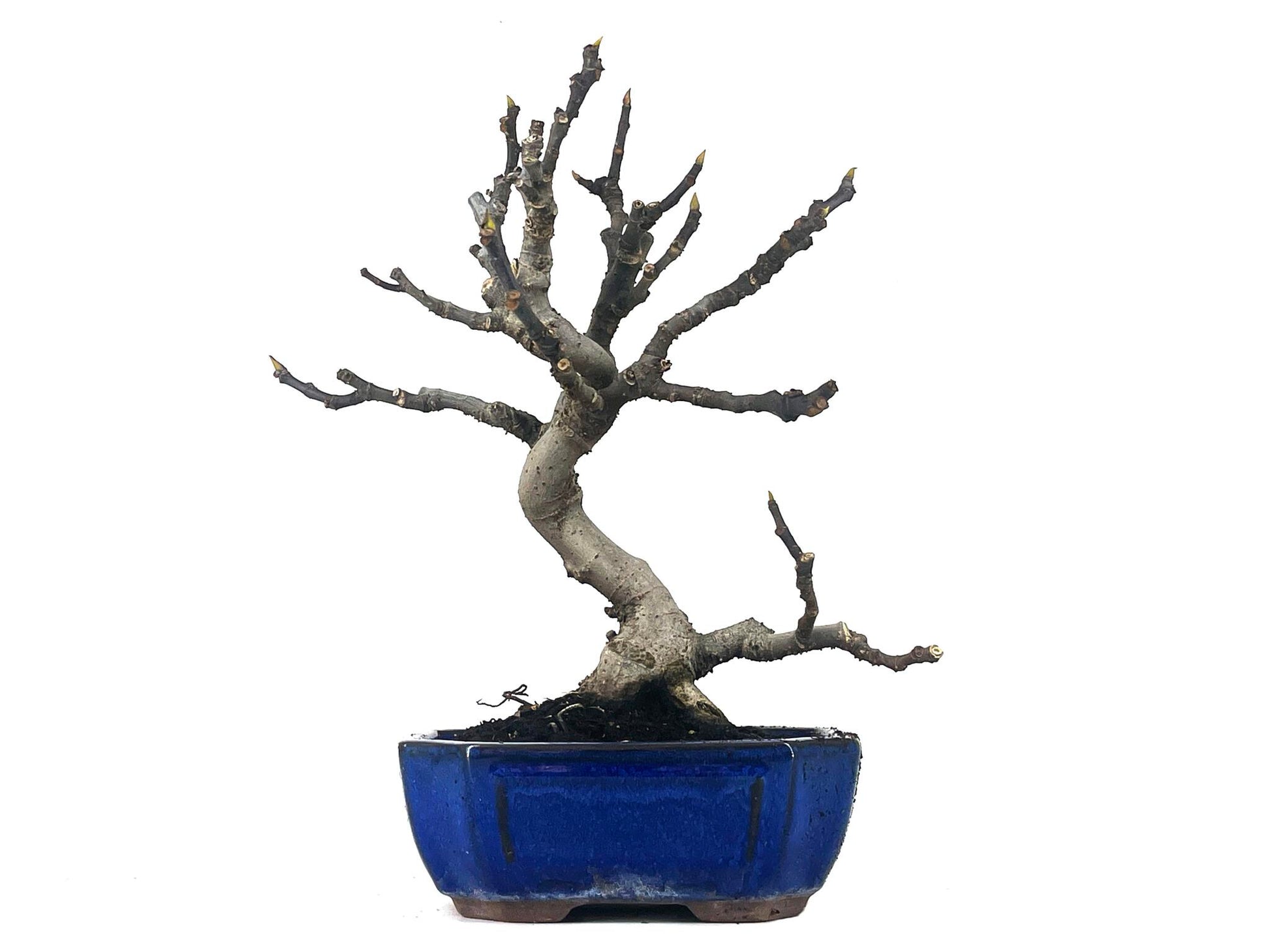 Bonsái Ficus Carica – Higuera 9 Años_1