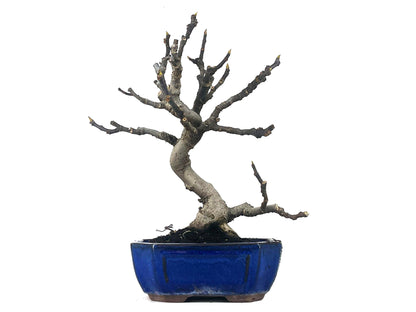 Bonsái Ficus Carica – Higuera 9 Años_1