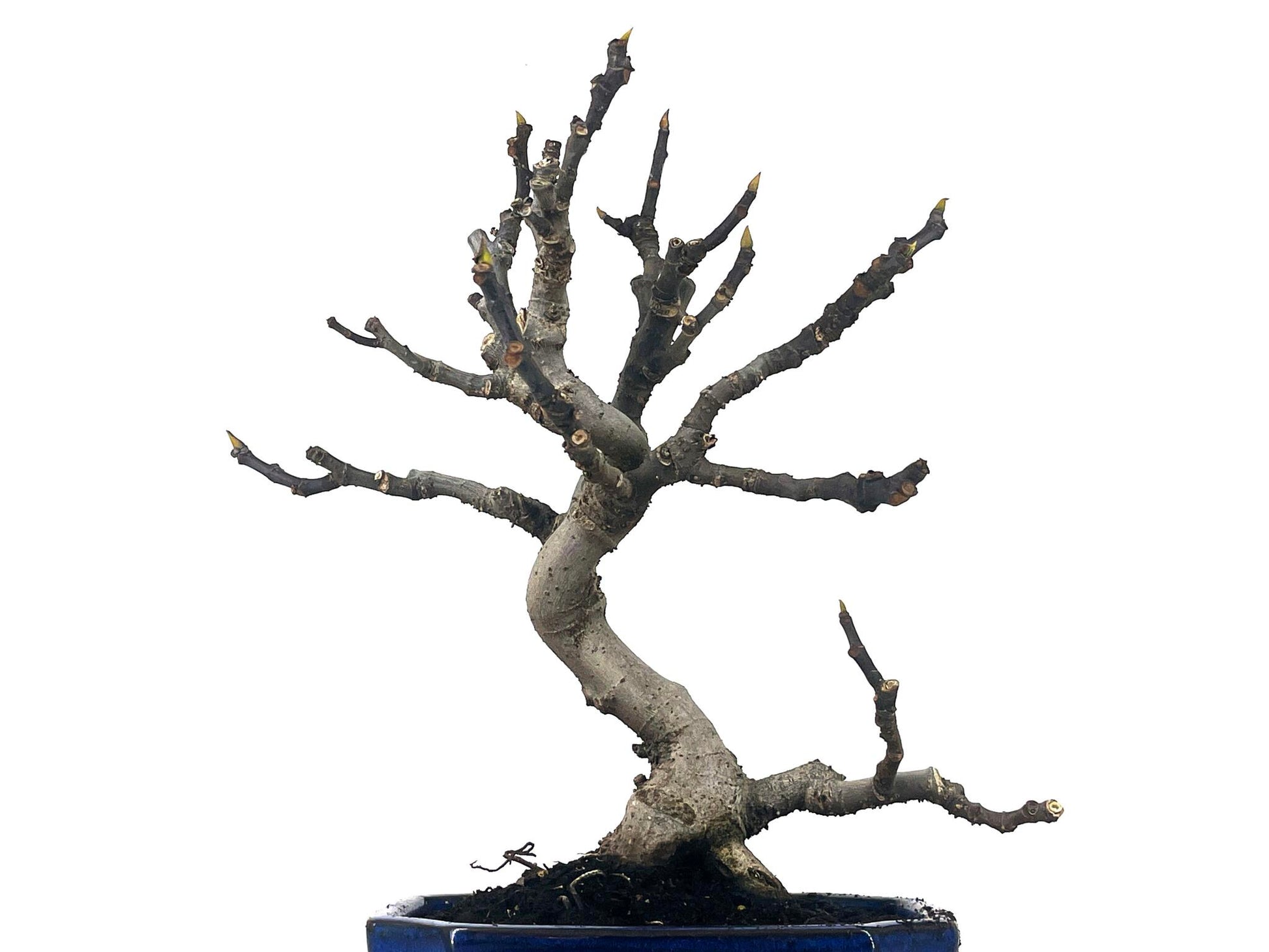 Bonsái Ficus Carica – Higuera 9 Años_2
