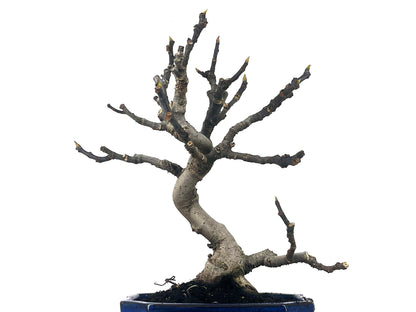 Bonsái Ficus Carica – Higuera 9 Años_2