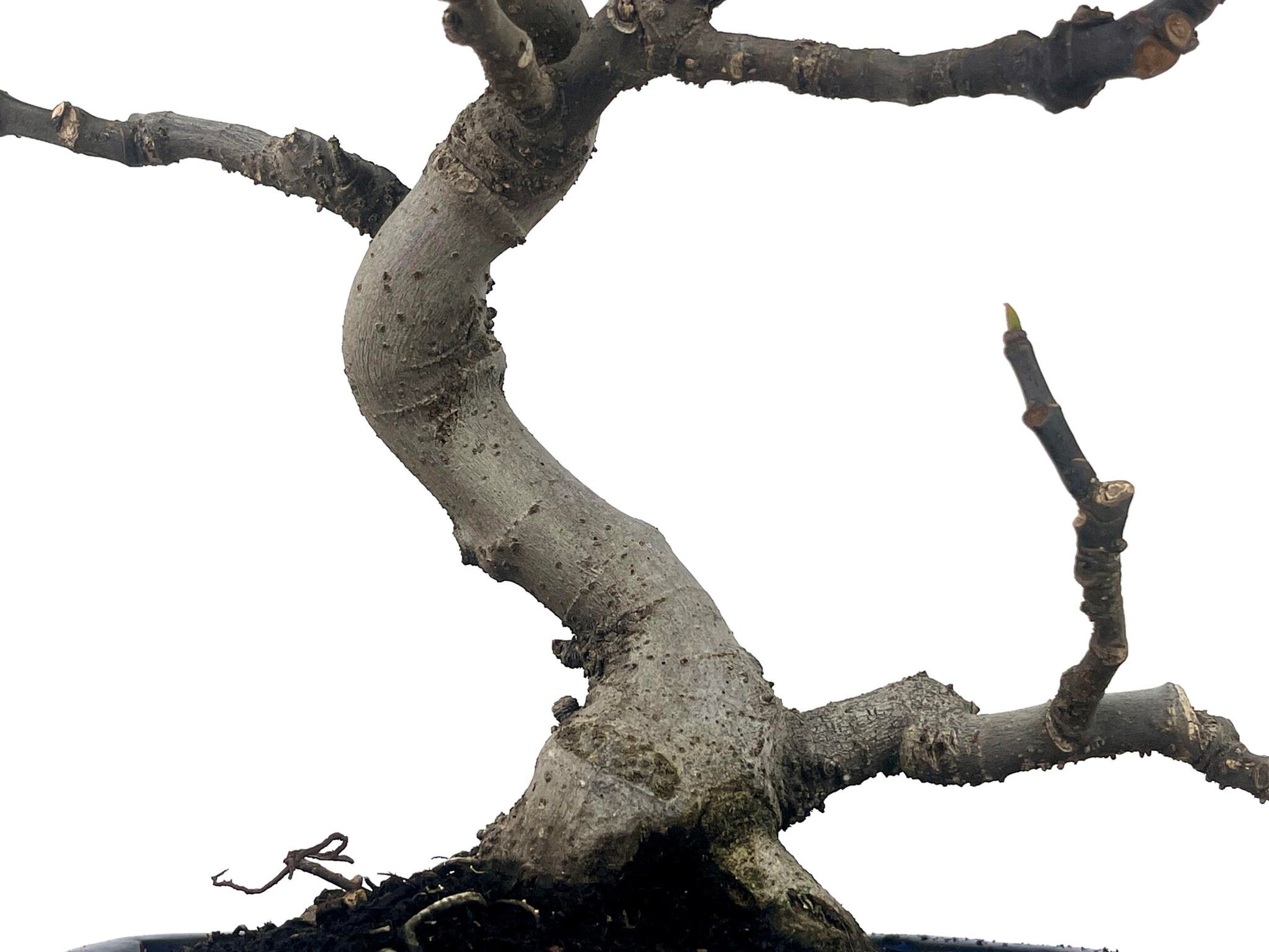 Bonsái Ficus Carica – Higuera 9 Años_3