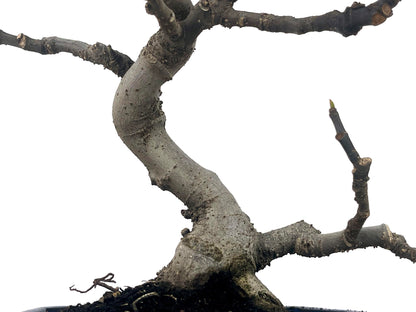 Bonsái Ficus Carica – Higuera 9 Años_3