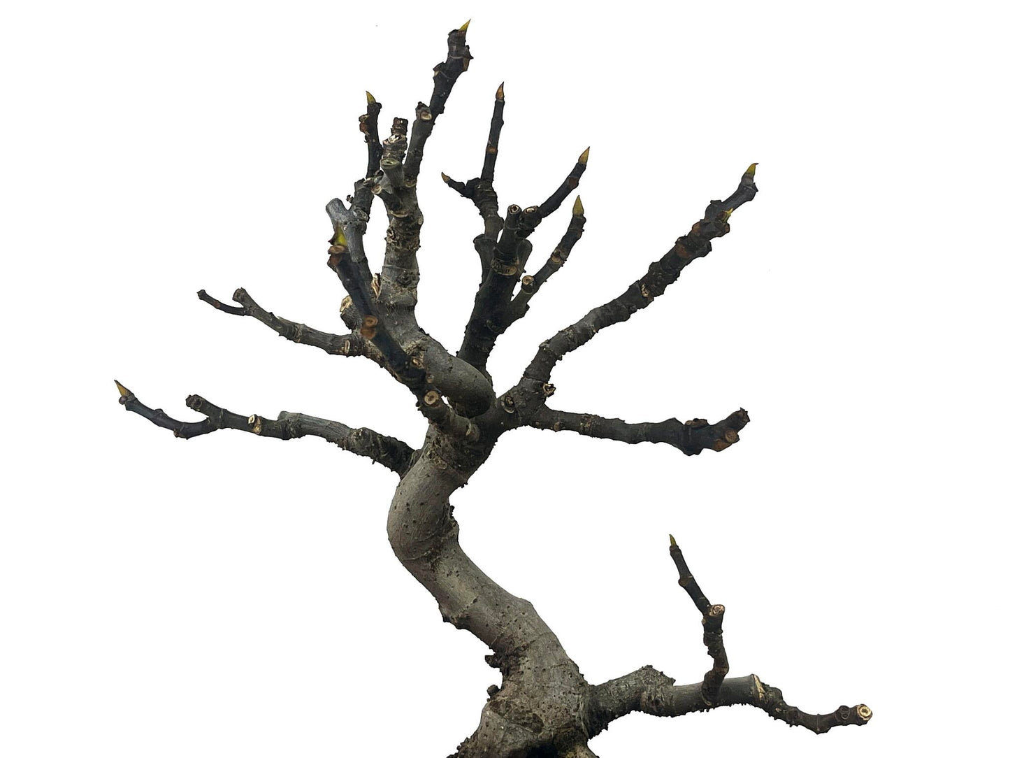 Bonsái Ficus Carica – Higuera 9 Años_4