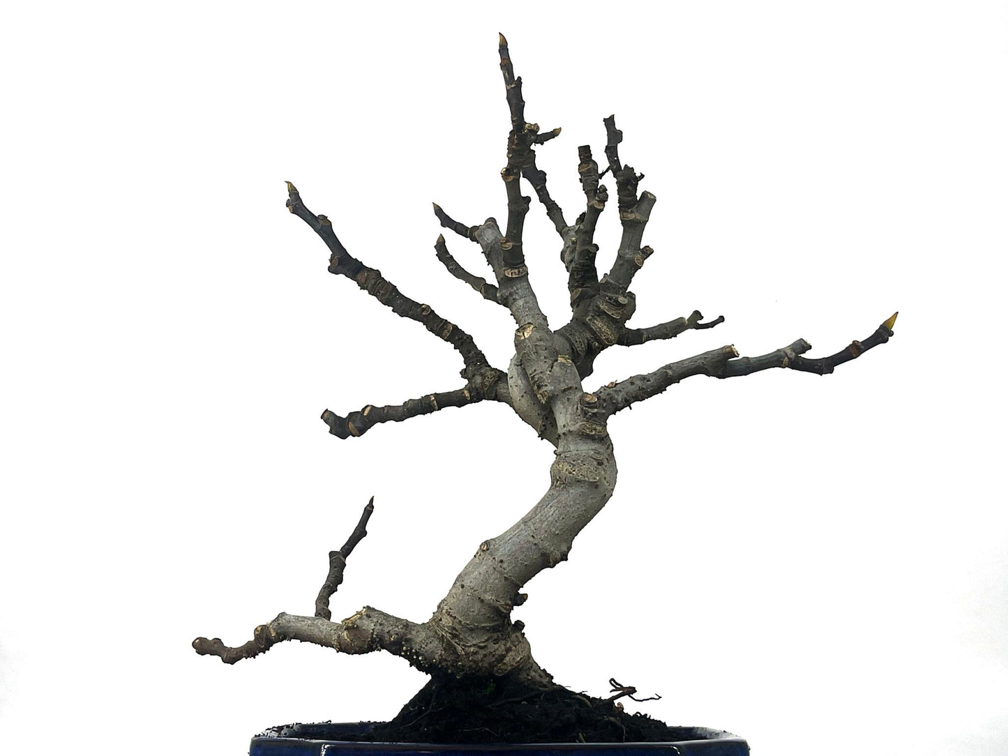Bonsái Ficus Carica – Higuera 9 Años_5