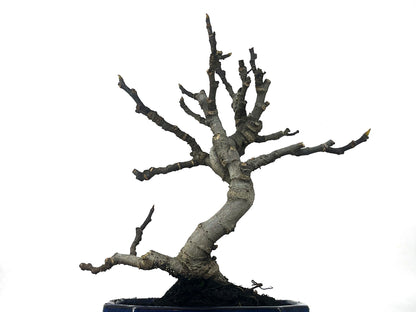 Bonsái Ficus Carica – Higuera 9 Años_5