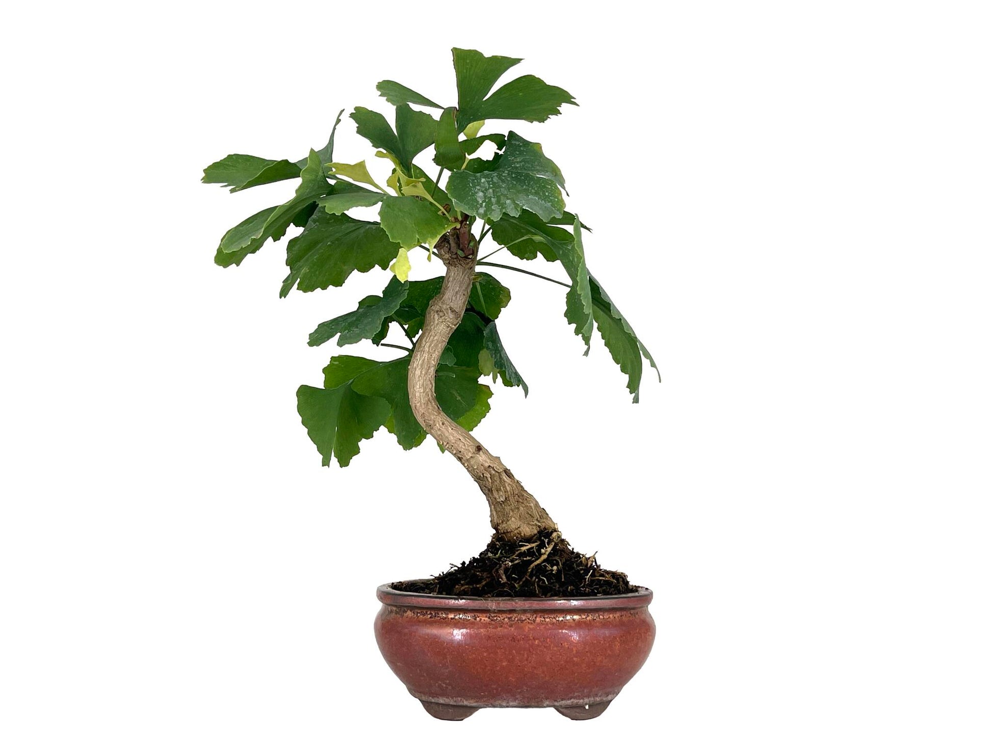 Bonsái Ginkgo Biloba 7 Años_1