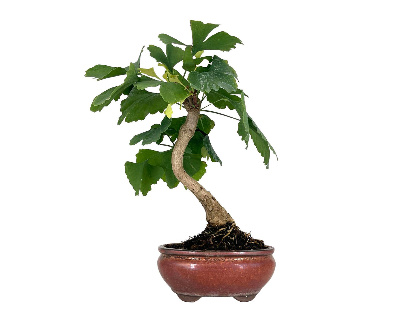 Bonsái Ginkgo Biloba 7 Años_1