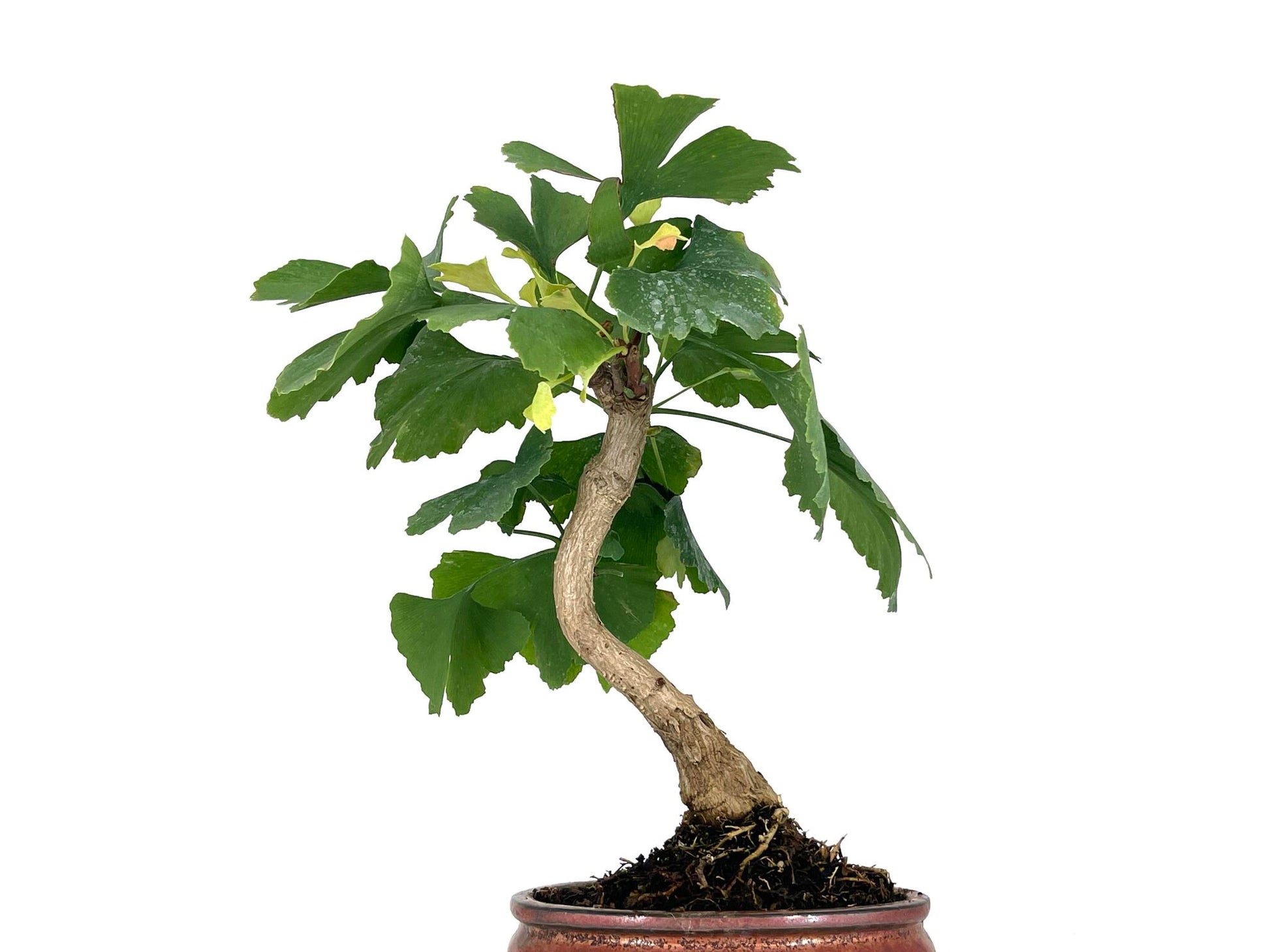 Bonsái Ginkgo Biloba 7 Años_2