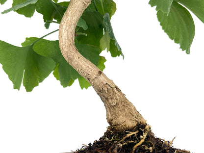 Bonsái Ginkgo Biloba 7 Años_3