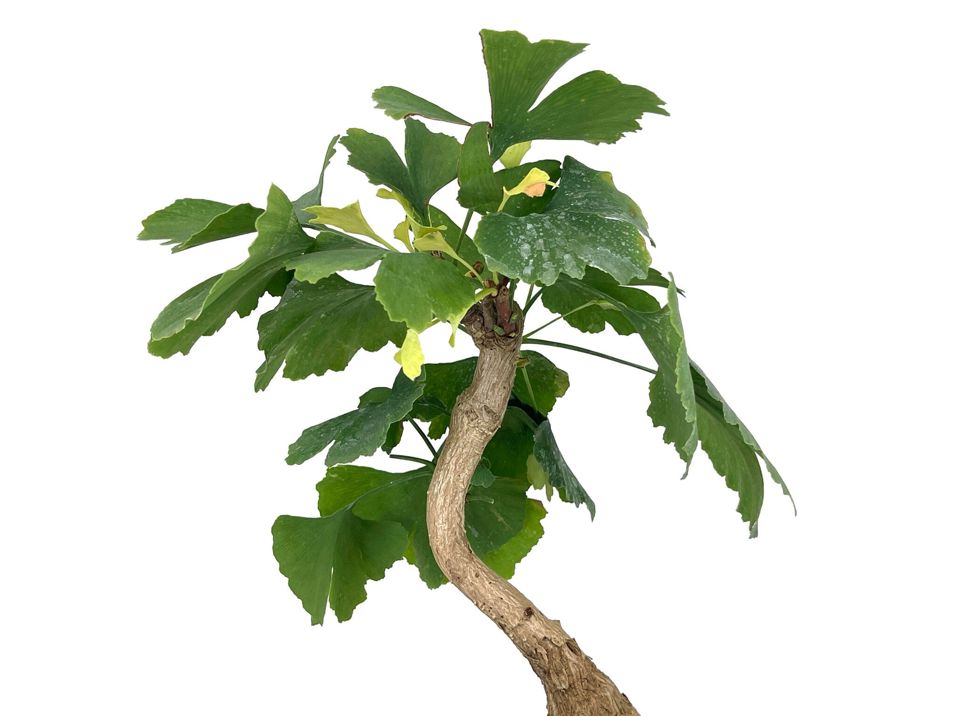 Bonsái Ginkgo Biloba 7 Años_4