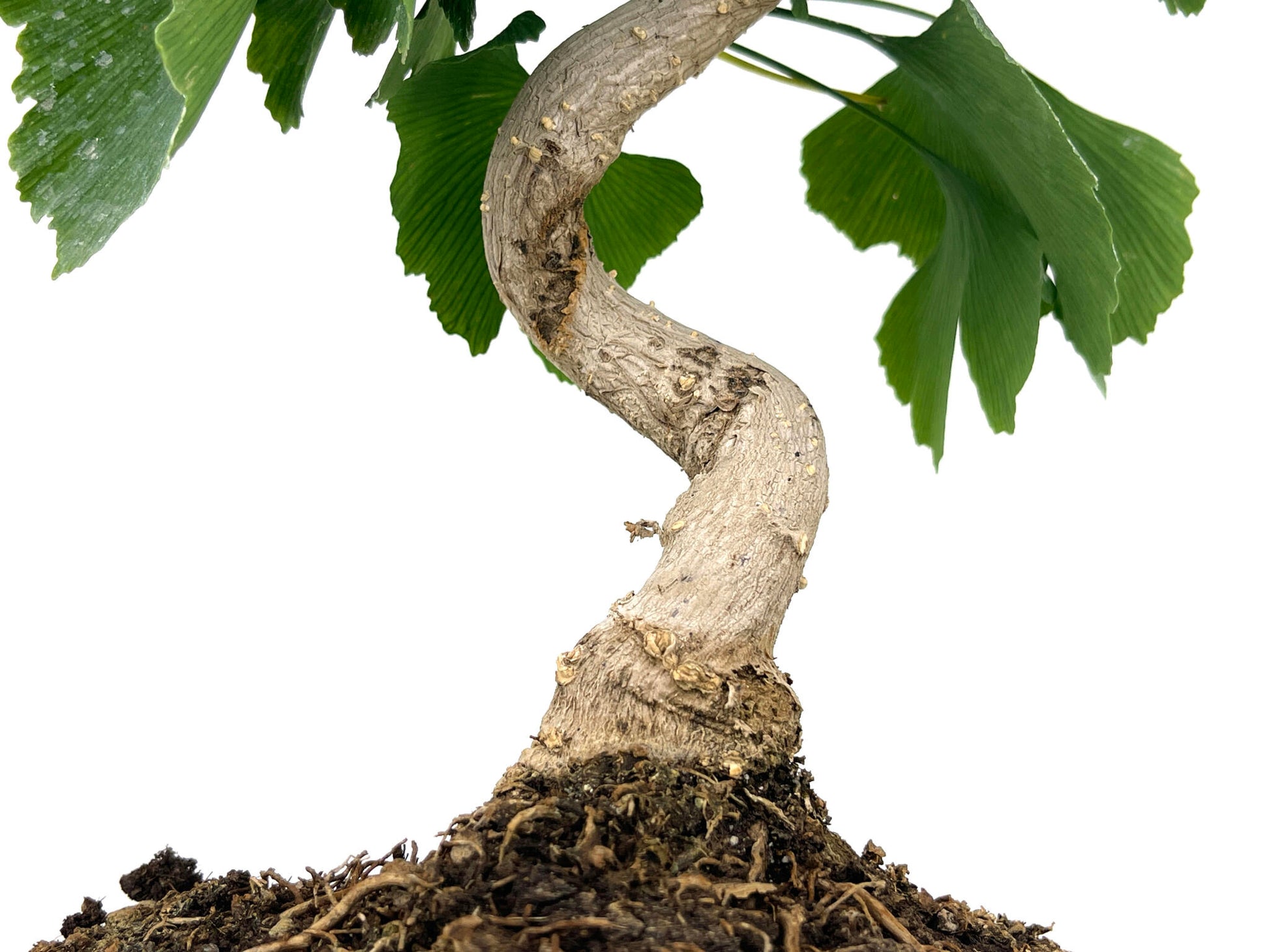 Bonsái Ginkgo Biloba 8 Años_3