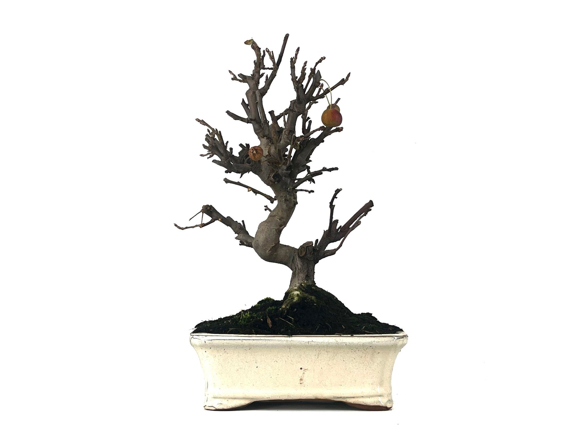 Bonsái Malus – Manzano 10 Años_1