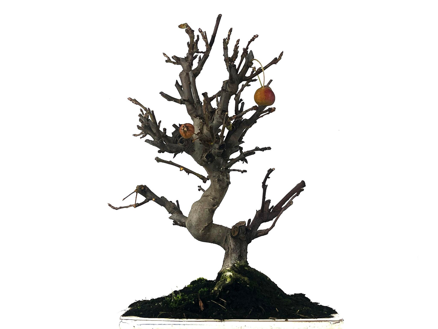 Bonsái Malus – Manzano 10 Años_2