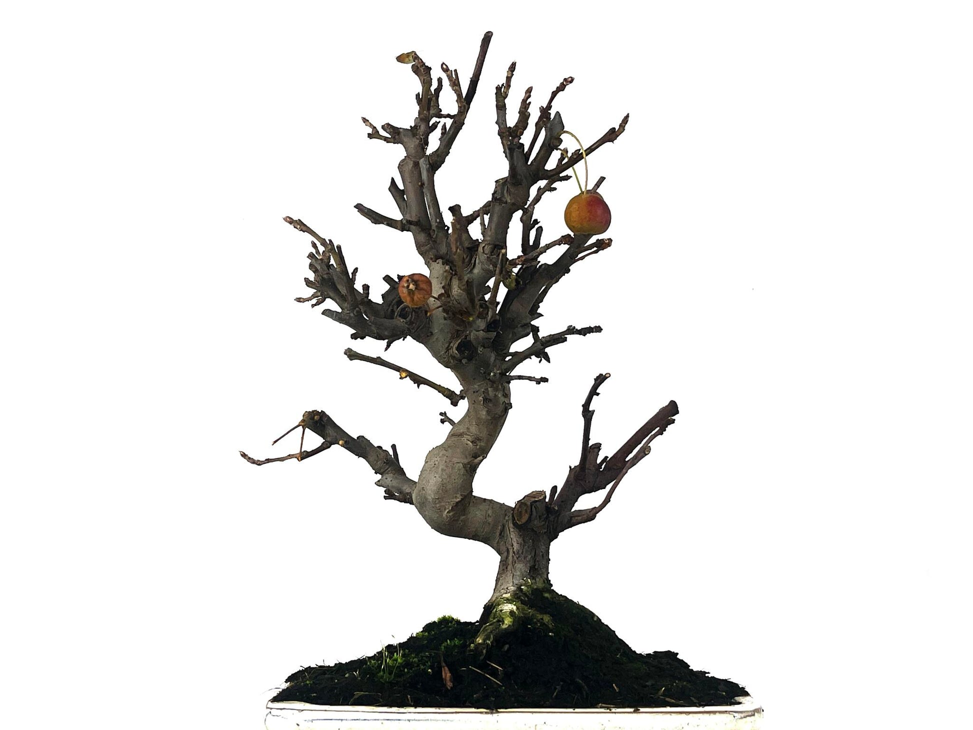 Bonsái Malus – Manzano 10 Años_2