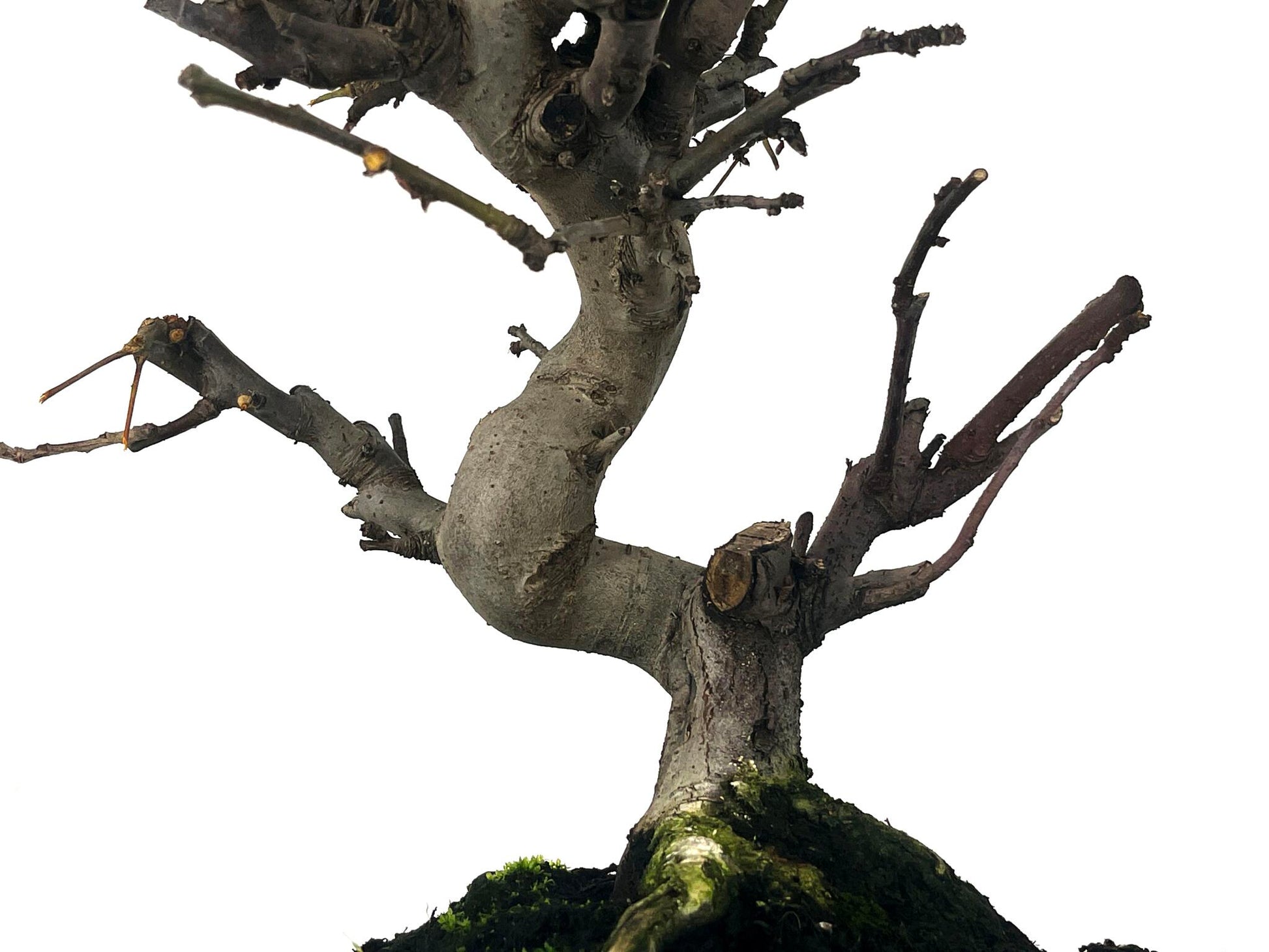 Bonsái Malus – Manzano 10 Años_3