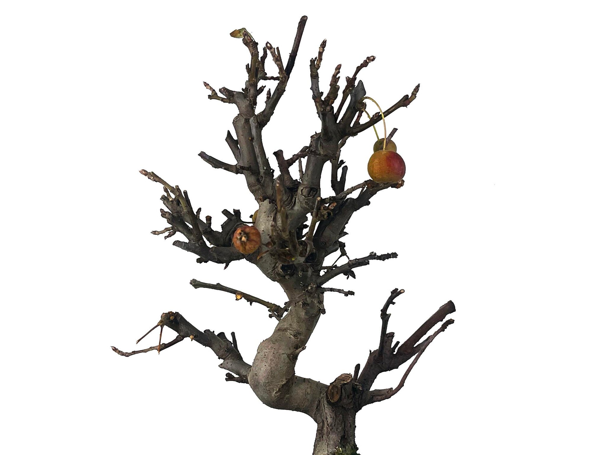 Bonsái Malus – Manzano 10 Años_4