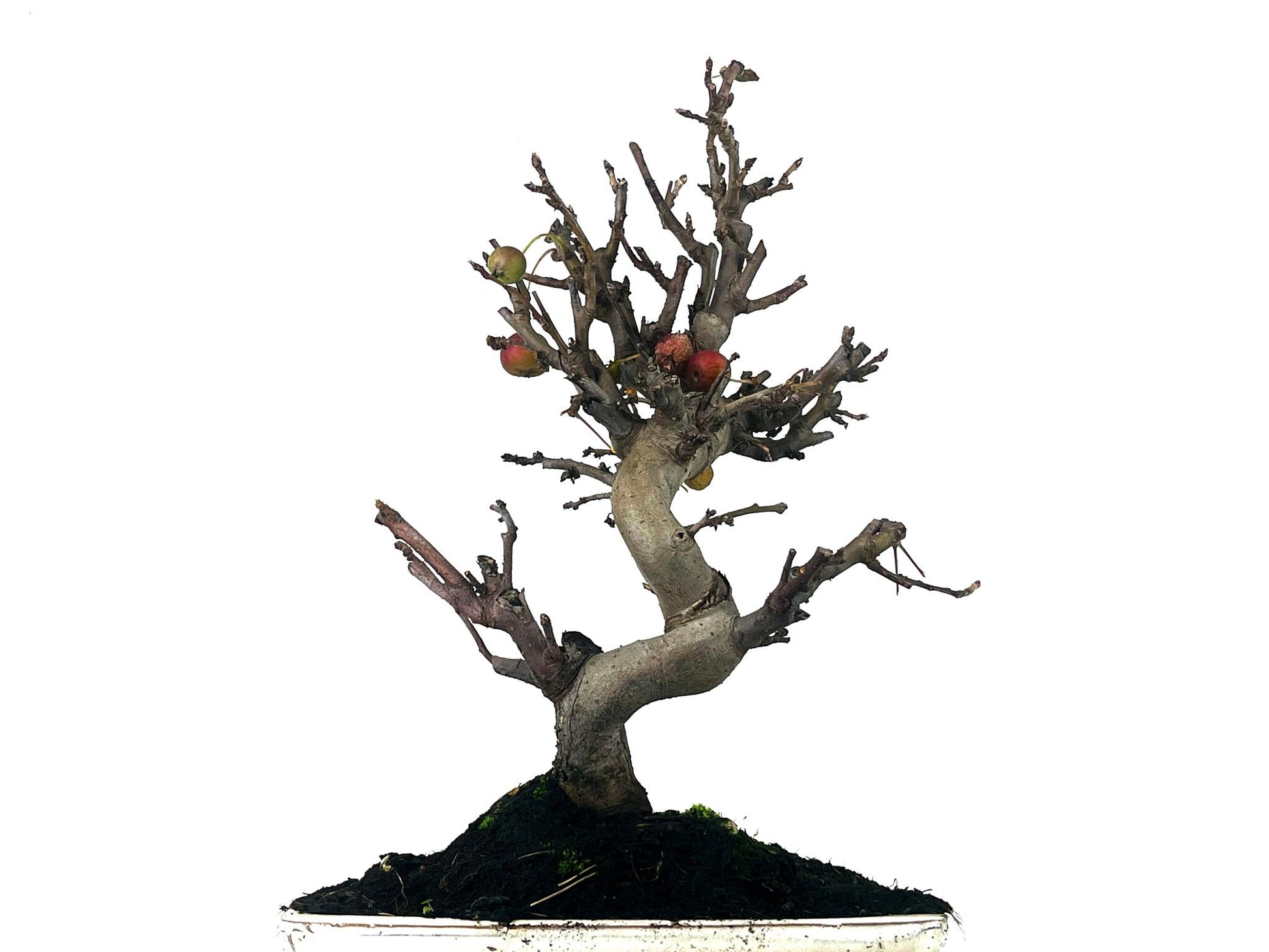 Bonsái Malus – Manzano 10 Años_5