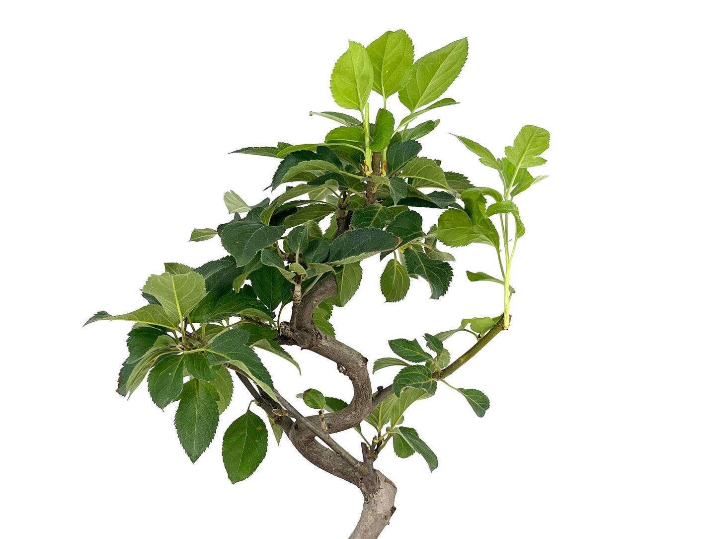 Bonsái Malus – Manzano 7 Años_4