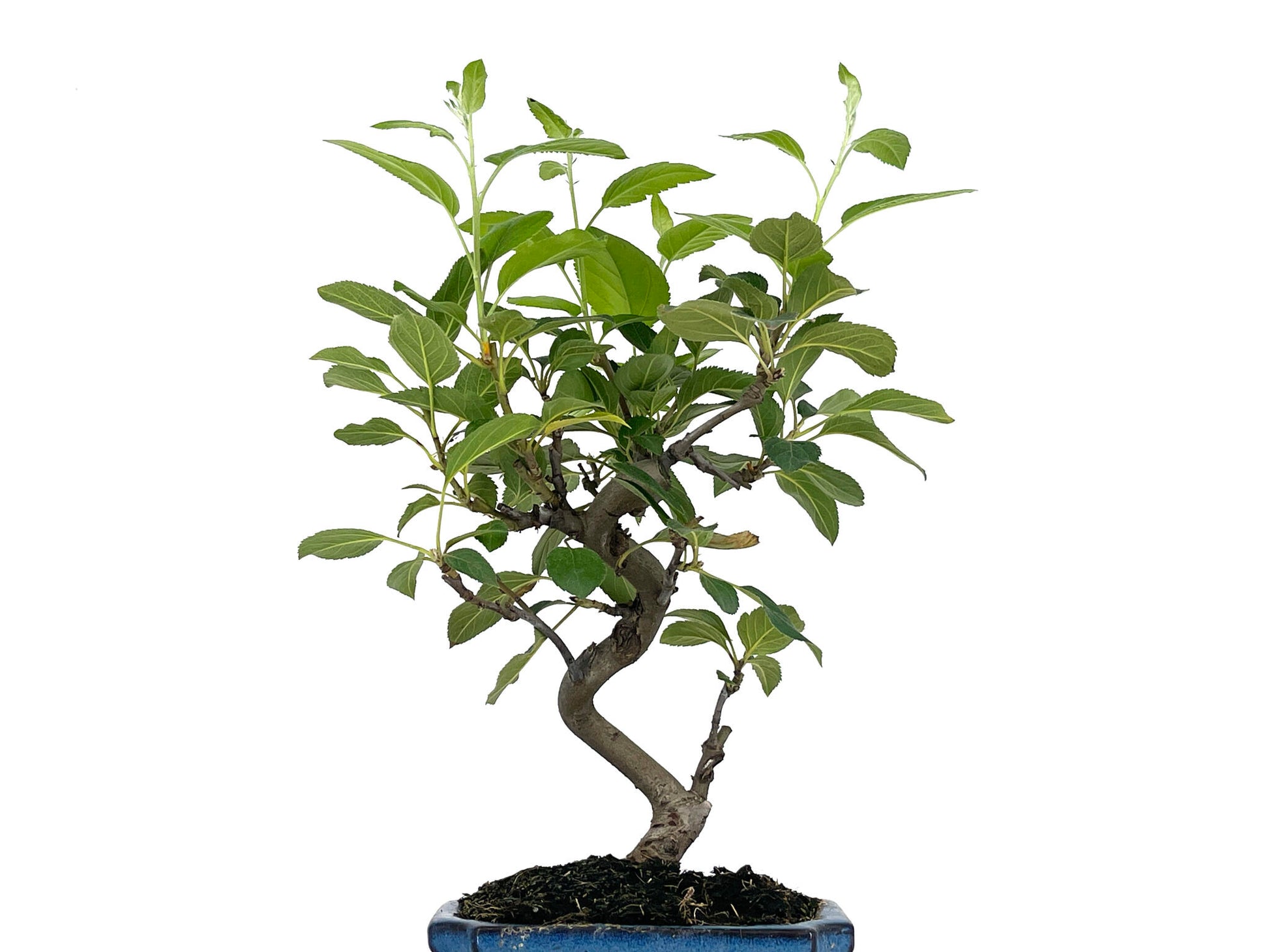 Bonsái Malus – Manzano 8 Años_2