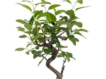 Bonsái Malus – Manzano 8 Años_4