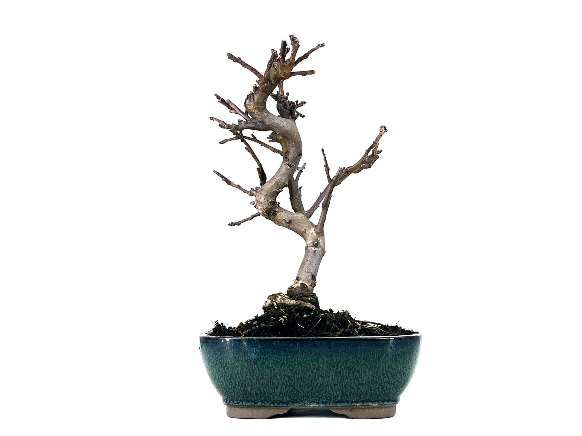 Bonsái Malus – Manzano 9 Años_1