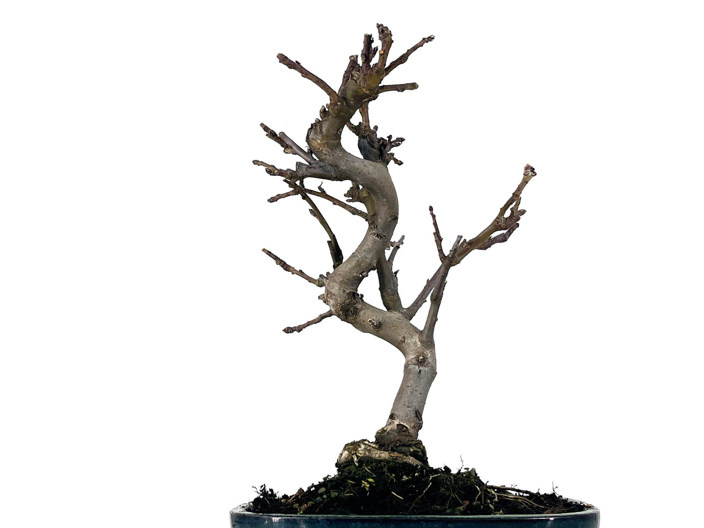 Bonsái Malus – Manzano 9 Años_2