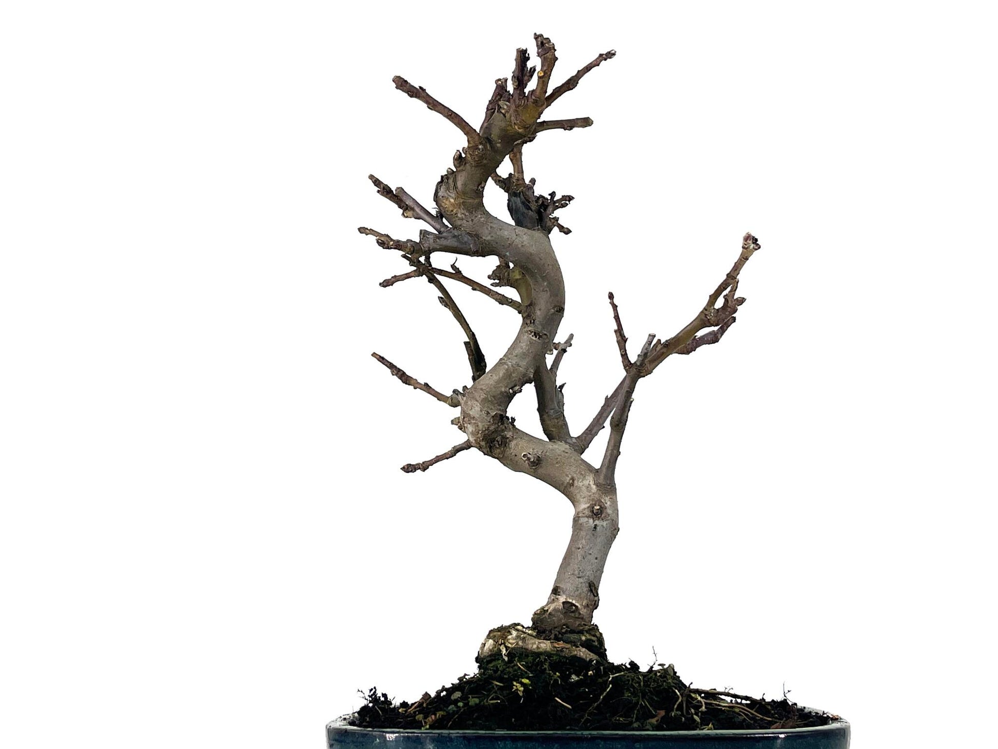 Bonsái Malus – Manzano 9 Años_2