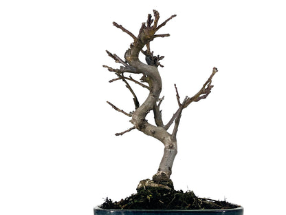 Bonsái Malus – Manzano 9 Años_2