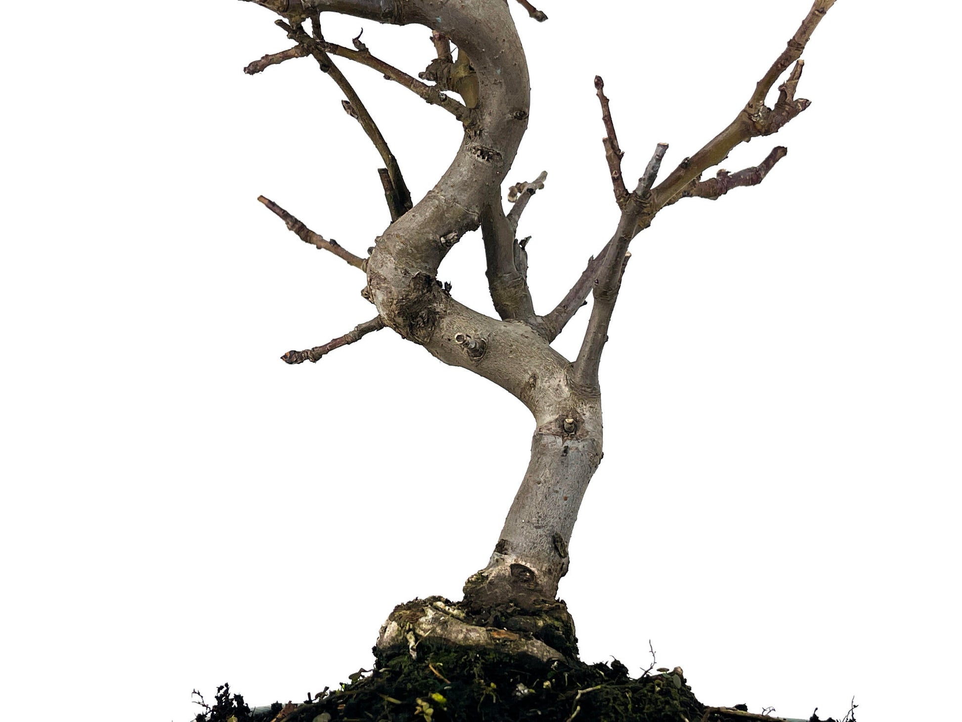 Bonsái Malus – Manzano 9 Años_3