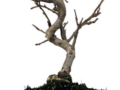 Bonsái Malus – Manzano 9 Años_3