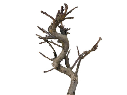 Bonsái Malus – Manzano 9 Años_4