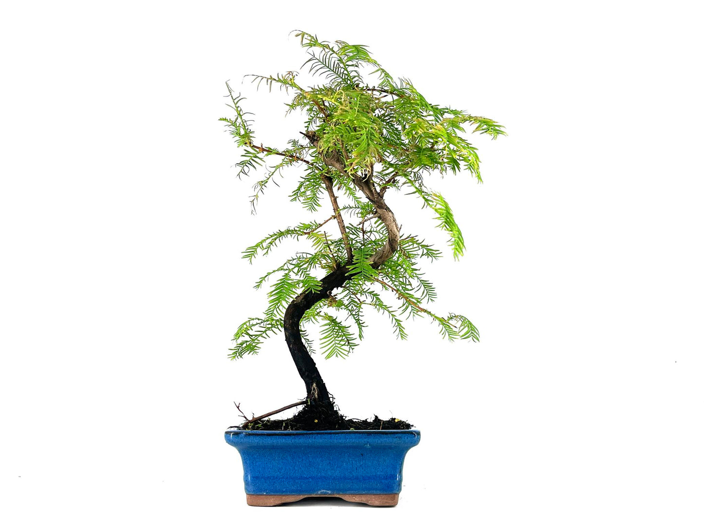 Bonsái Metasequoia 7 Años_1